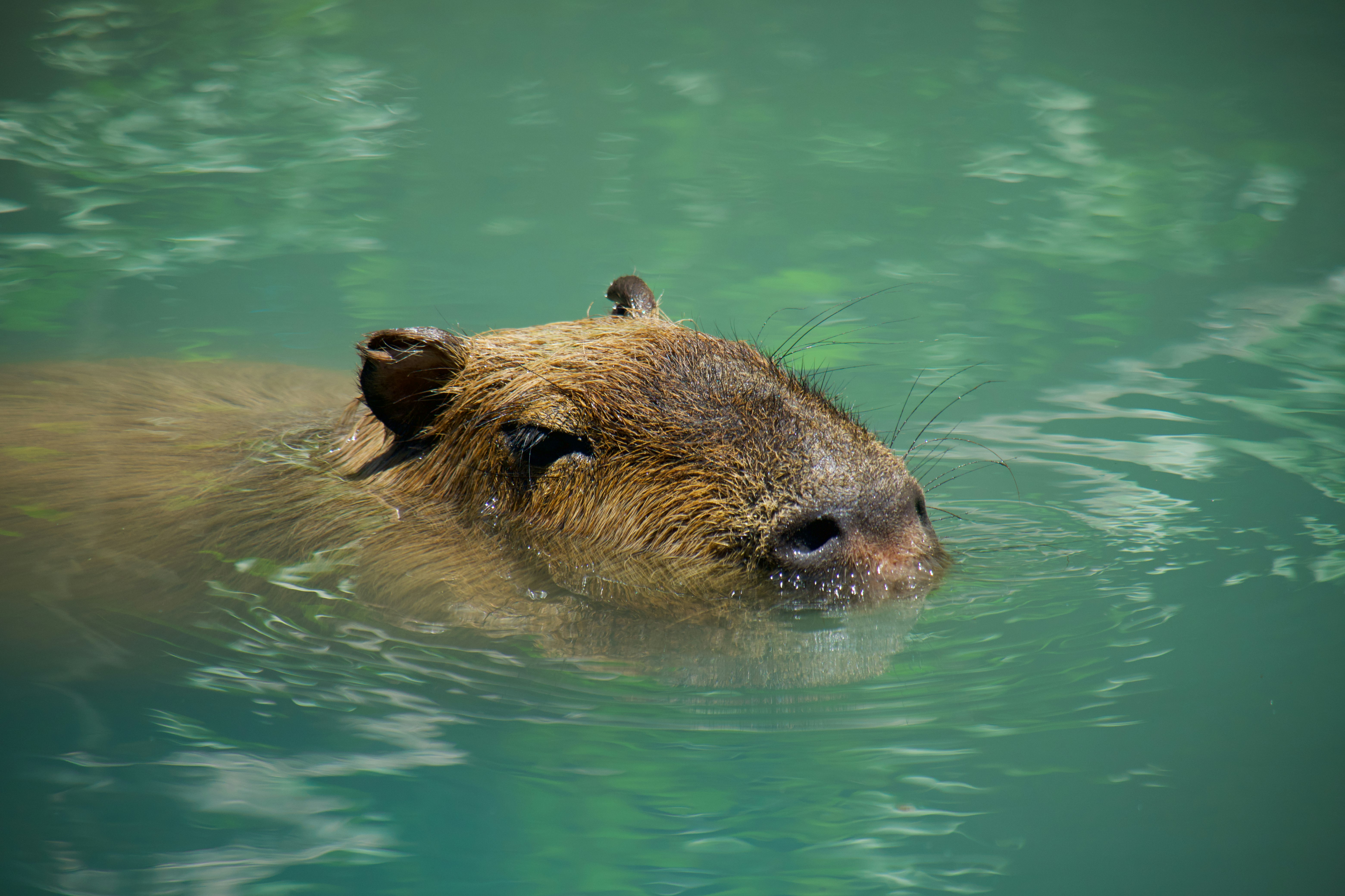 brown rodent on body of water during daytime